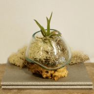 Gesmolten Glas op Houten Stronk - Kleine Kom