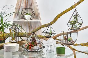 Glazen Terrarium - Kleine Diamant