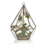Glazen Terrarium - Grote Piramide