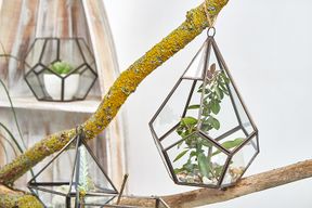Glazen Terrarium - Grote Piramide