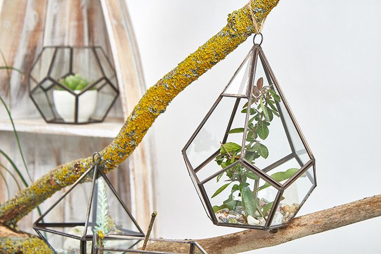 Glazen Terrarium - Grote Piramide