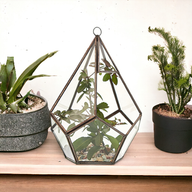 Glazen Terrarium - Grote Piramide