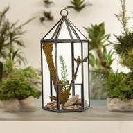 Glazen Terrarium - Lantaarn vorm