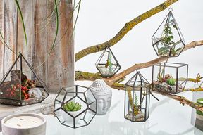 Glazen Terrarium - Vierkant