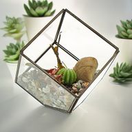 Glazen Terrarium - Vierkant