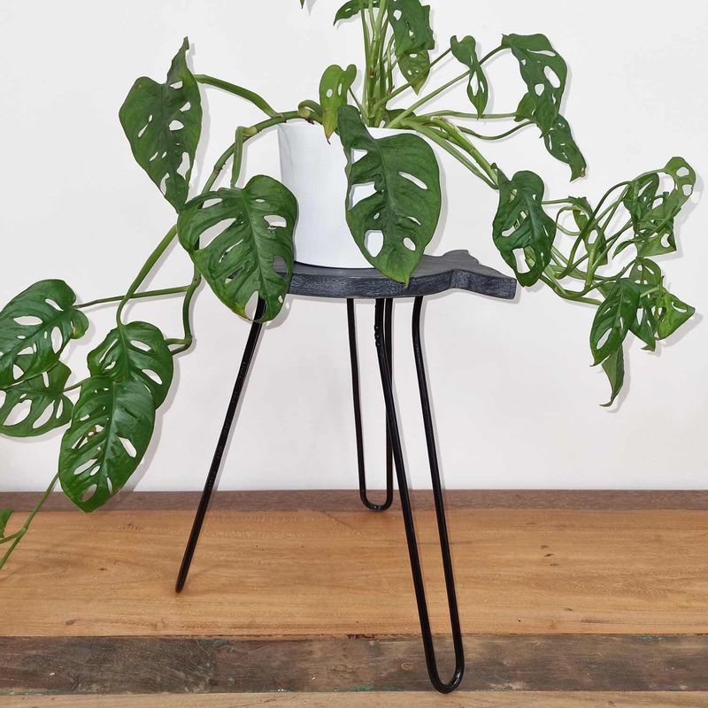 Albasia Houten Plantenstandaard - Vis  - Greywash