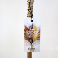 Rayung Gras Lavendel- 1.6m