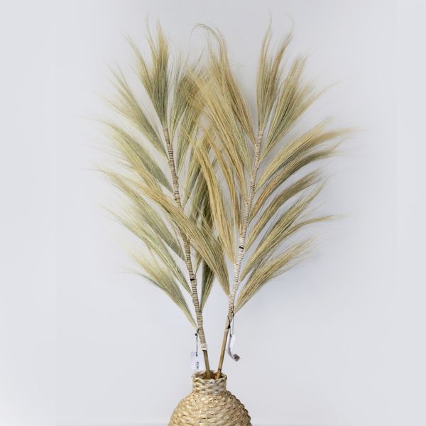 Rayung Gras Blond - 1.6m
