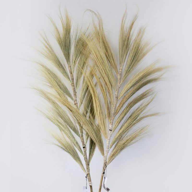 Rayung Gras Blond - 2m