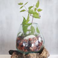 Gesmolten Glas op hout met standaard - Large Bowl