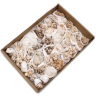 Calcietbloemen – Bakje van ca. 20 Stuks