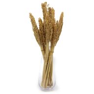 Sorghum Grasbos - Naturel