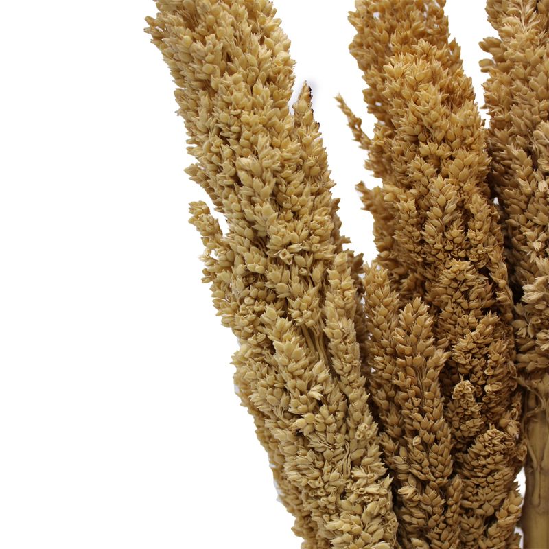 Sorghum Grasbos - Naturel