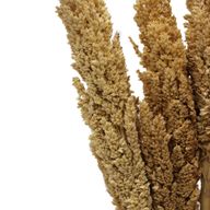 Sorghum Grasbos - Naturel