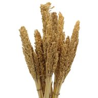 Sorghum Grasbos - Naturel