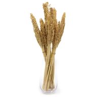 Sorghum Grasbos - Naturel