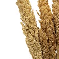 Sorghum Grasbos - Naturel