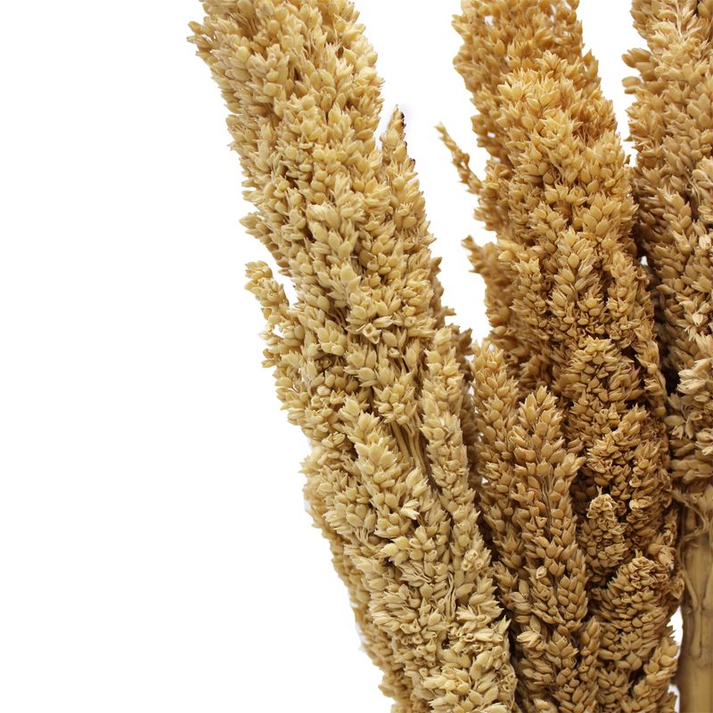 Sorghum Grasbos - Naturel