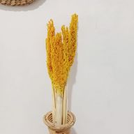 Sorghum Grasbos - Amber