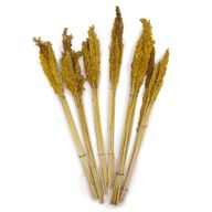 Sorghum Grasbos - Amber