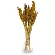 Sorghum Grasbos - Amber