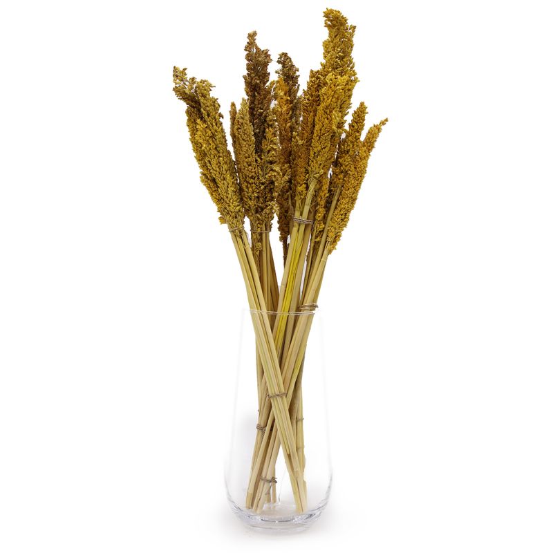 Sorghum Grasbos - Amber