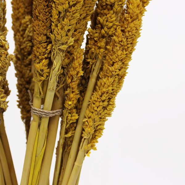 Sorghum Grasbos - Amber