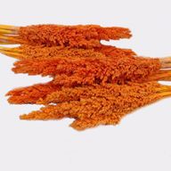 Sorghum Grasbos - Oranje