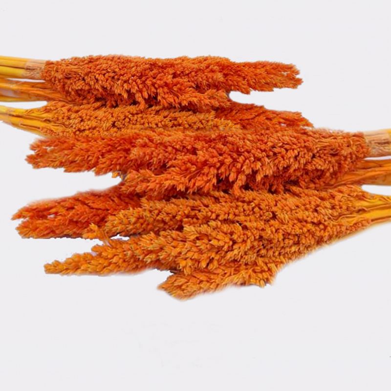 Sorghum Grasbos - Oranje