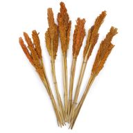 Sorghum Grasbos - Oranje
