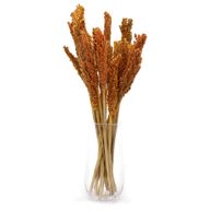 Sorghum Grasbos - Oranje