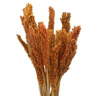 Sorghum Grasbos - Oranje