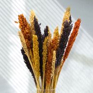 Sorghum Grasbos - Oranje
