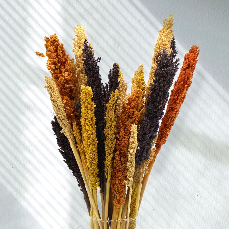Sorghum Grasbos - Oranje