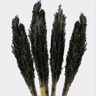Sorghum Grasbos - Zwart