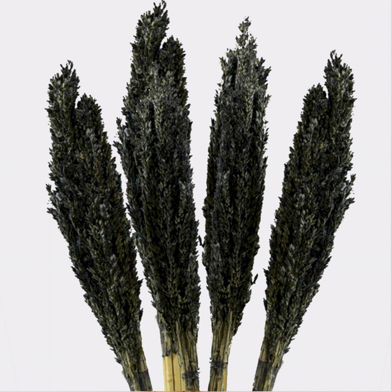 Sorghum Grasbos - Zwart