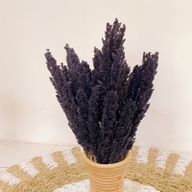 Sorghum Grasbos - Zwart