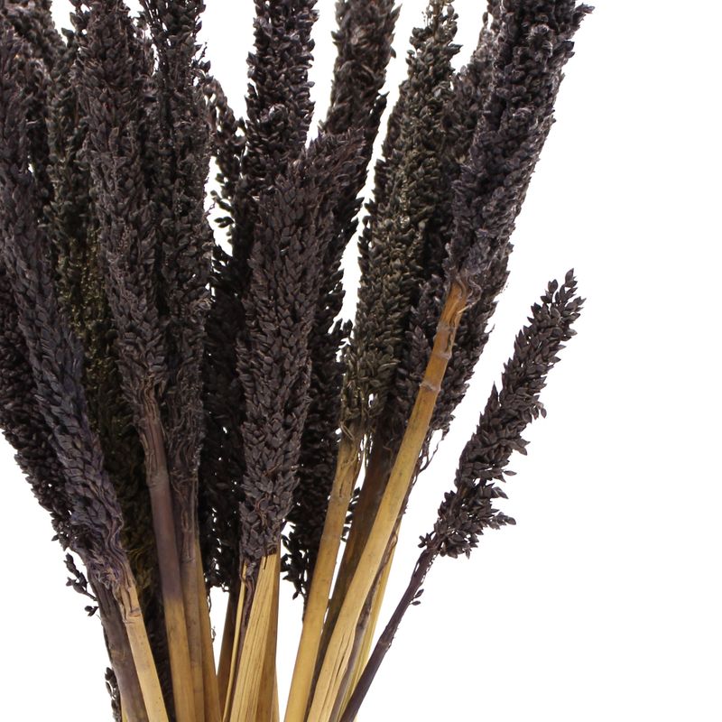 Sorghum Grasbos - Zwart