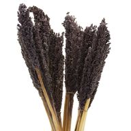 Sorghum Grasbos - Zwart