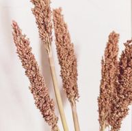 Sorghum Grasbos - Roest