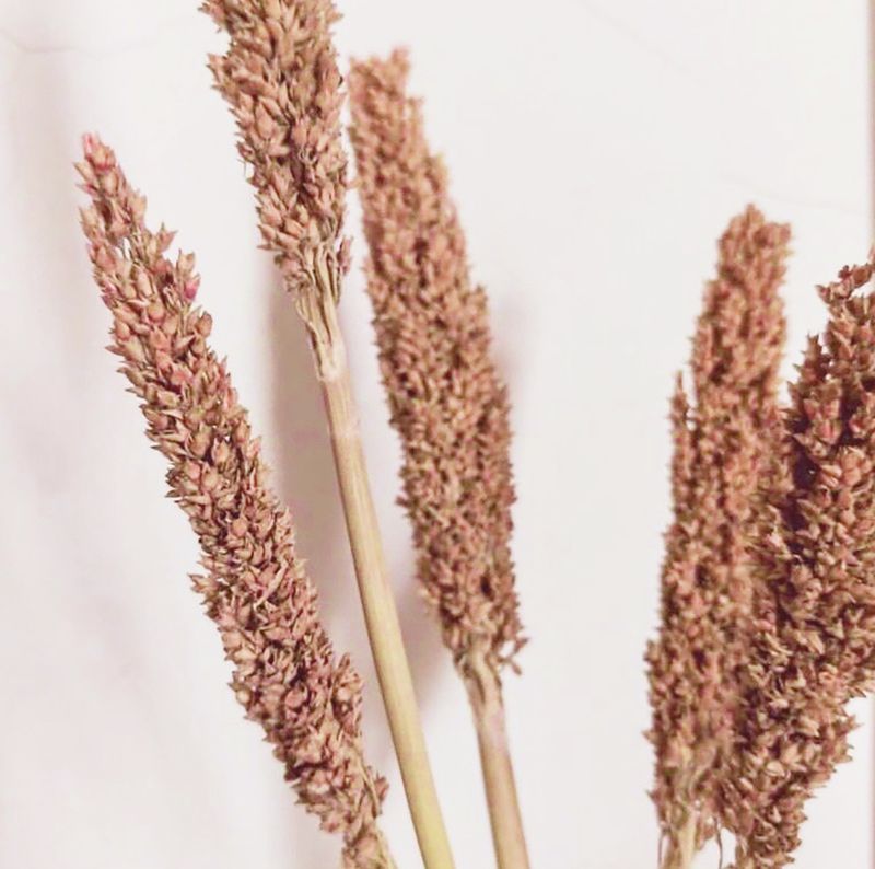 Sorghum Grasbos - Roest