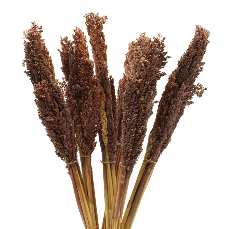 Sorghum Grasbos - Chocolade