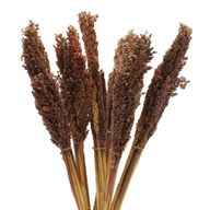 Sorghum Grasbos - Chocolade