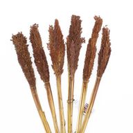 Sorghum Grasbos - Chocolade