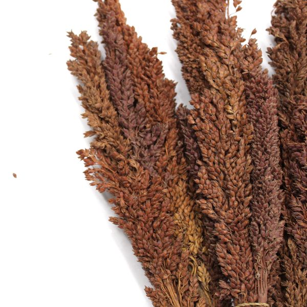Sorghum Grasbos - Chocolade