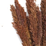 Sorghum Grasbos - Chocolade