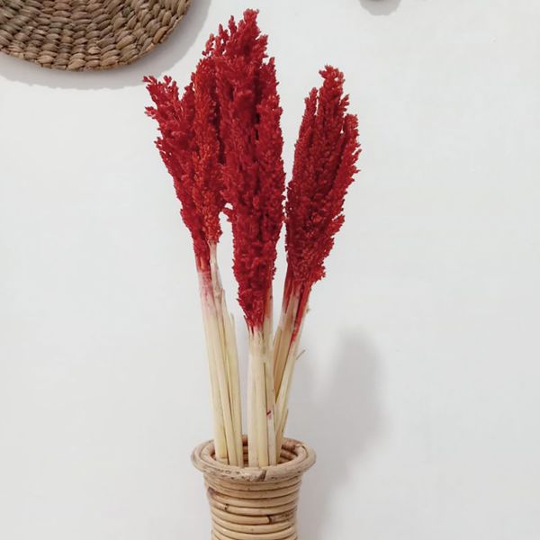 Sorghum Grasbos - Vuur