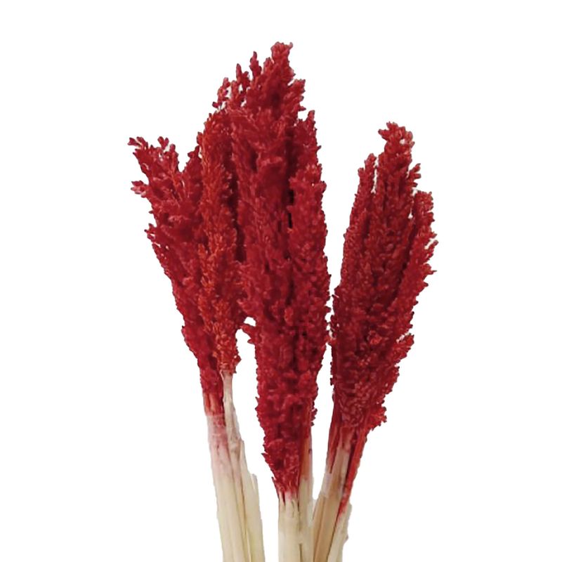 Sorghum Grasbos - Vuur