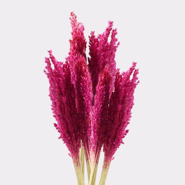 Sorghum Grasbos - Roze