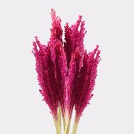 Sorghum Grasbos - Roze